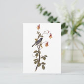 ブラックスロートブルーウォーブラーオードゥボンヴィンテージアート ポストカード (スタンド正面)