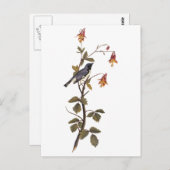 ブラックスロートブルーウォーブラーオードゥボンヴィンテージアート ポストカード (正面/裏面)