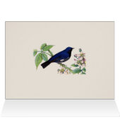 ブラックスロートブルーウォーブラーズサンキューカード (内部横(上))