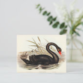 ブラックスワンバイエリザベスグールド ポストカード (スタンド正面)