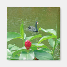 ブラックスワン磁石 マグネット