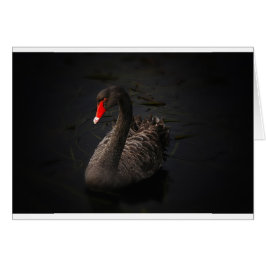 ブラックスワン