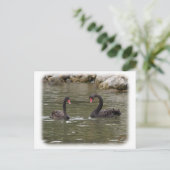 ブラックスワン9Y353D-021 ポストカード (スタンド正面)