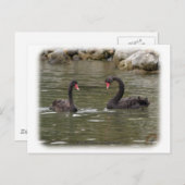 ブラックスワン9Y353D-021 ポストカード (正面/裏面)