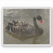 ブラックスワン シール (正面)