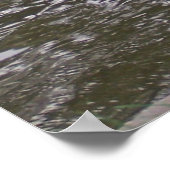 ブラックスワン ポスター (角)