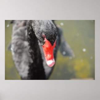 ブラックスワン ポスター