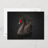 ブラックスワン ポストカード (正面/裏面)