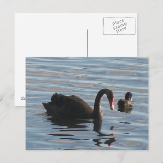 ブラックスワン ポストカード (正面/裏面)