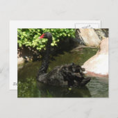 ブラックスワン ポストカード (正面/裏面)