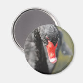 ブラックスワン マグネット (正面/裏面)