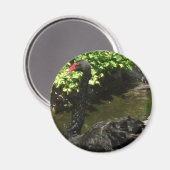 ブラックスワン マグネット (正面/裏面)