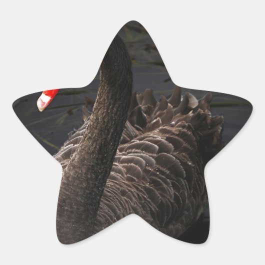 ブラックスワン 星シール (正面)