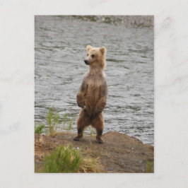 ブラックス秋アラスカ ポストカード