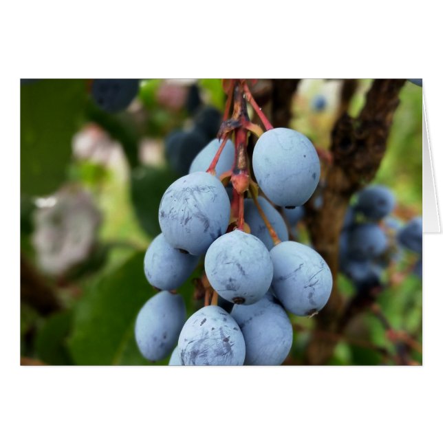 ブラックソーン果実 (正面横)