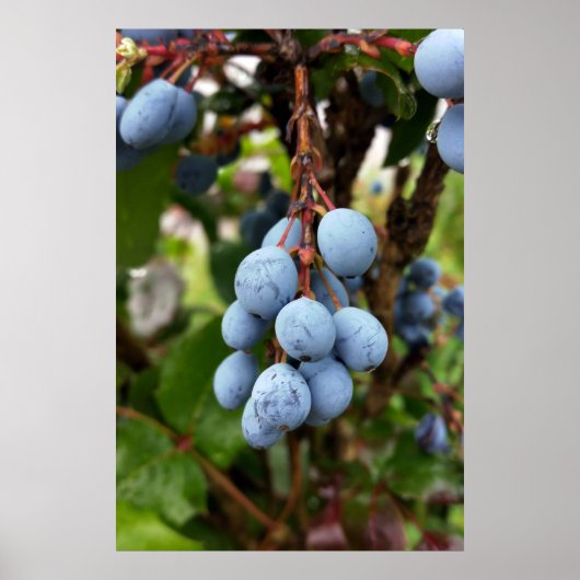 ブラックソーン果実 ポスター (正面)