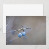 ブラックソーン自然フォトカード (正面/裏面)