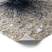 ブラックダイアデムシーウニのクローズアップ砂のビーチ ポスター (角)