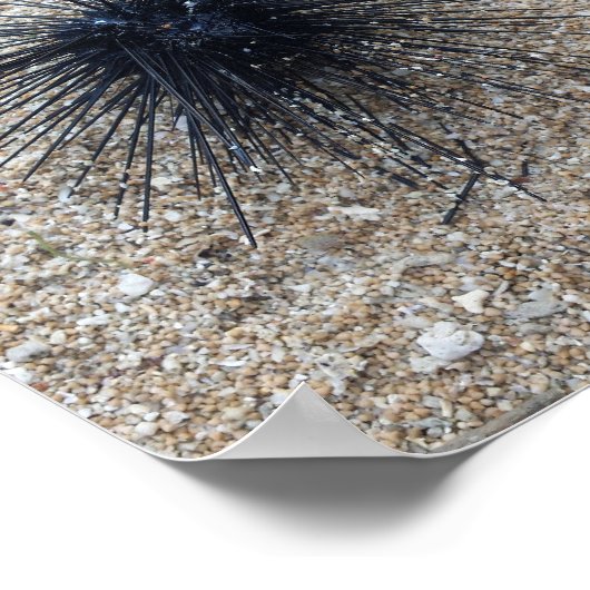 ブラックダイアデムシーウニのクローズアップ砂のビーチ ポスター (角)