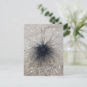 ブラックダイアデムシーウニのクローズアップ砂のビーチ ポストカード (スタンド正面)