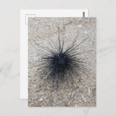 ブラックダイアデムシーウニのクローズアップ砂のビーチ ポストカード (正面/裏面)