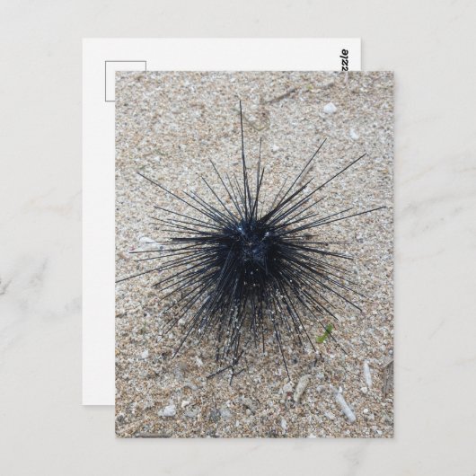 ブラックダイアデムシーウニのクローズアップ砂のビーチ ポストカード (正面/裏面)