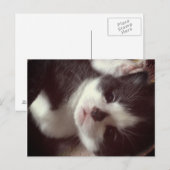 ブラックダイヤモンドノーズかわいい子猫 ポストカード (正面/裏面)