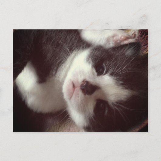 ブラックダイヤモンドノーズかわいい子猫 ポストカード (正面)