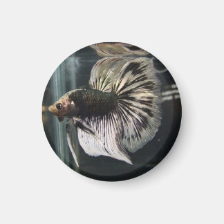 ブラックダルマチアン磁石 マグネット