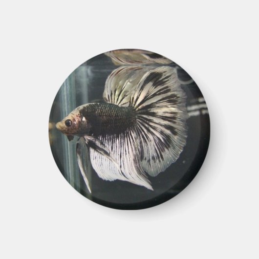 ブラックダルマチアン磁石 マグネット (正面)