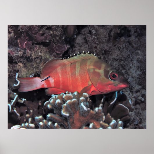 ブラックチップハタ ポスター (正面)