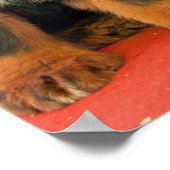 ブラックチベットマスティフ ポスター (角)