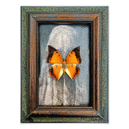 ブラックチャラ縁どックスバタフライフォトプリント フォトプリント           