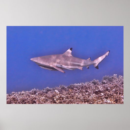 ブラックティップリーフザリーフ ポスター (正面)