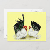 ブラックテ日本のールのバンタム ポストカード (正面/裏面)