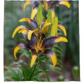 ブラックハイブリッドアジアユリ、花写真 シャワーカーテン (正面)