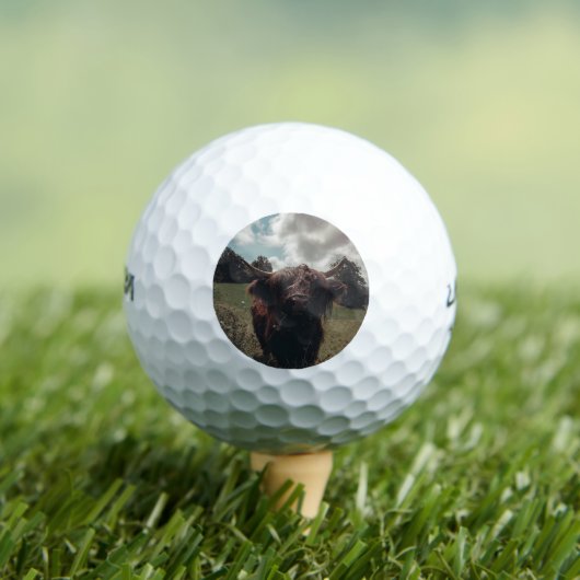 ブラックハイランドスコットランド牛の放牧ヴィンテージレトロ ゴルフボール (インサイチュ 木)