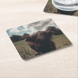 ブラックハイランドスコットランド牛の放牧ヴィンテージレトロ スクエアペーパーコースター