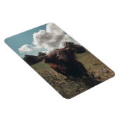 ブラックハイランドスコットランド牛の放牧ヴィンテージレトロ マグネット (右側)