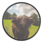 ブラックハイランド牛の放牧グリーンフィールドサンライト アイスホッケーパック (正面)