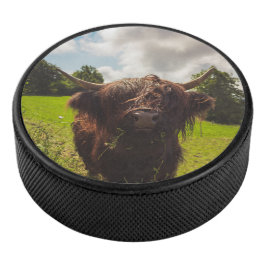 ブラックハイランド牛の放牧グリーンフィールドサンライト アイスホッケーパック