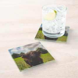 ブラックハイランド牛の放牧グリーンフィールドサンライト ガラスコースター