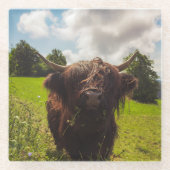 ブラックハイランド牛の放牧グリーンフィールドサンライト ガラスコースター (正面)