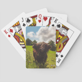 ブラックハイランド牛の放牧グリーンフィールドサンライト トランプ