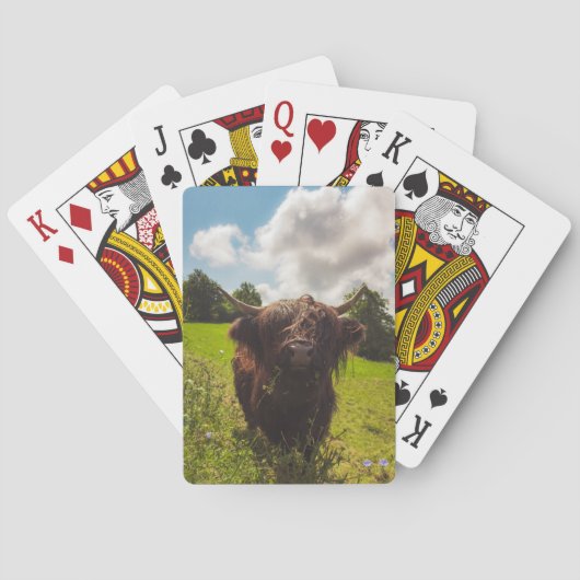 ブラックハイランド牛の放牧グリーンフィールドサンライト トランプ (裏面)