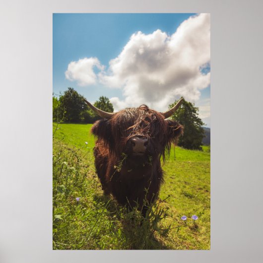 ブラックハイランド牛の放牧グリーンフィールドサンライト ポスター (正面)
