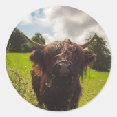 ブラックハイランド牛の放牧グリーンフィールドサンライト ラウンドシール (正面)