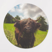 ブラックハイランド牛の放牧グリーンフィールドサンライト ラベル (デザイン1)