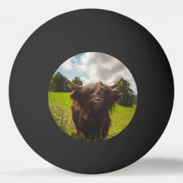 ブラックハイランド牛の放牧グリーンフィールドサンライト 卓球ボール