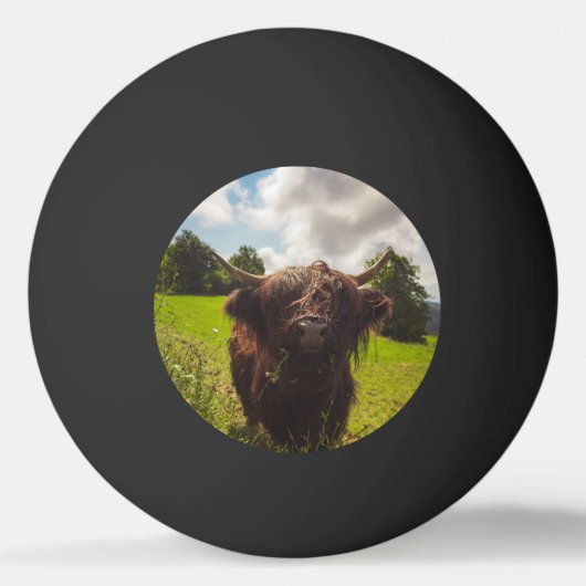 ブラックハイランド牛の放牧グリーンフィールドサンライト 卓球ボール (正面)